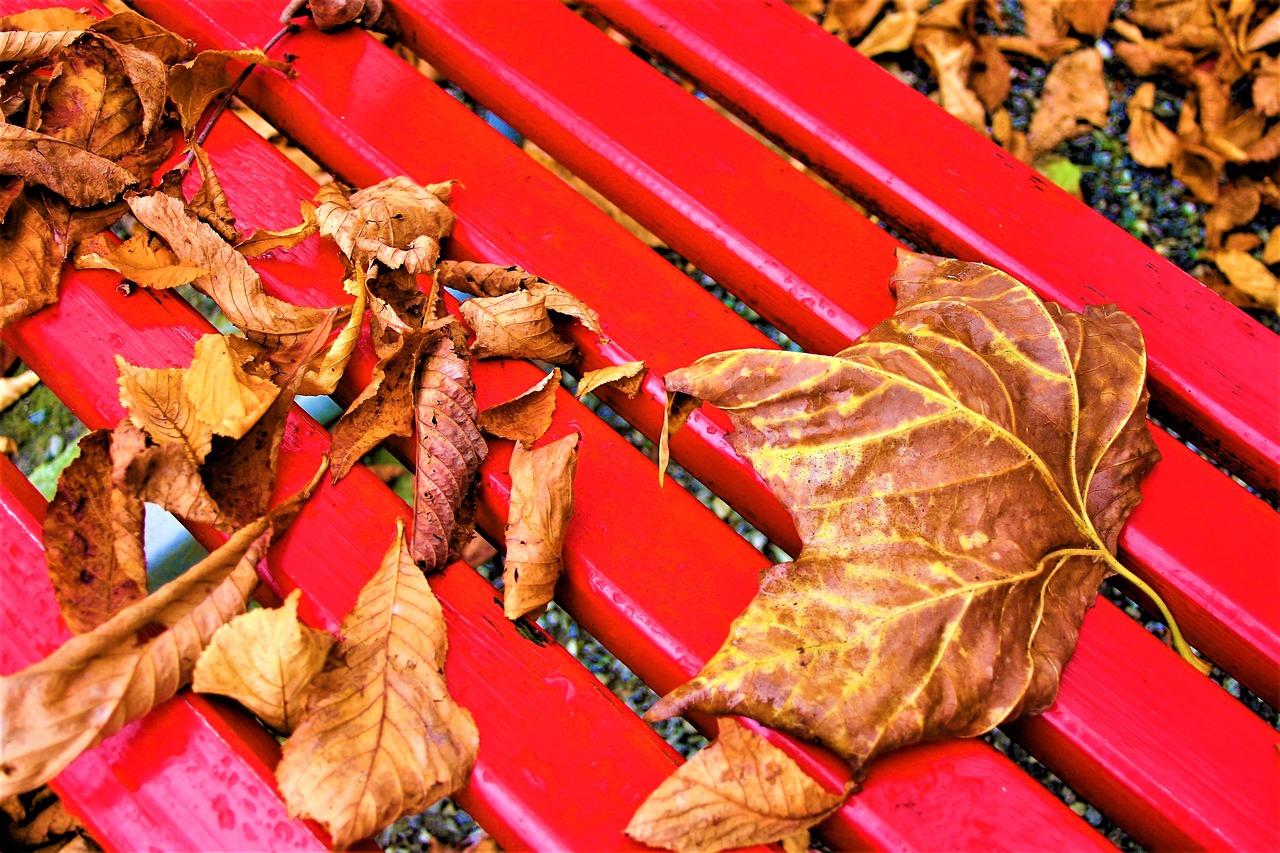 bench october foliage free photo