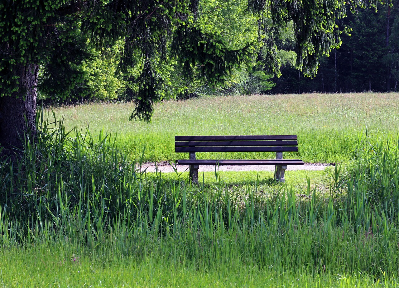 bench nature bank free photo