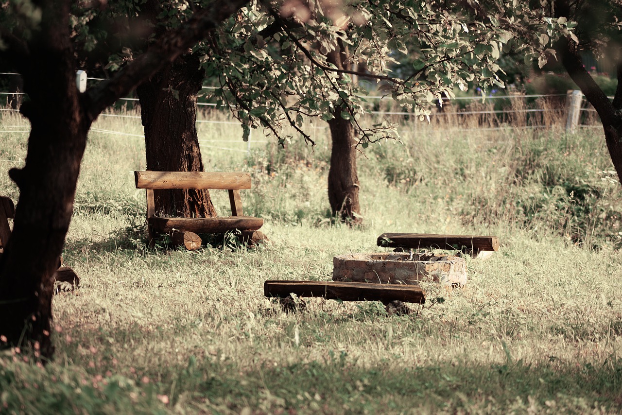 bench  tree  wooden free photo