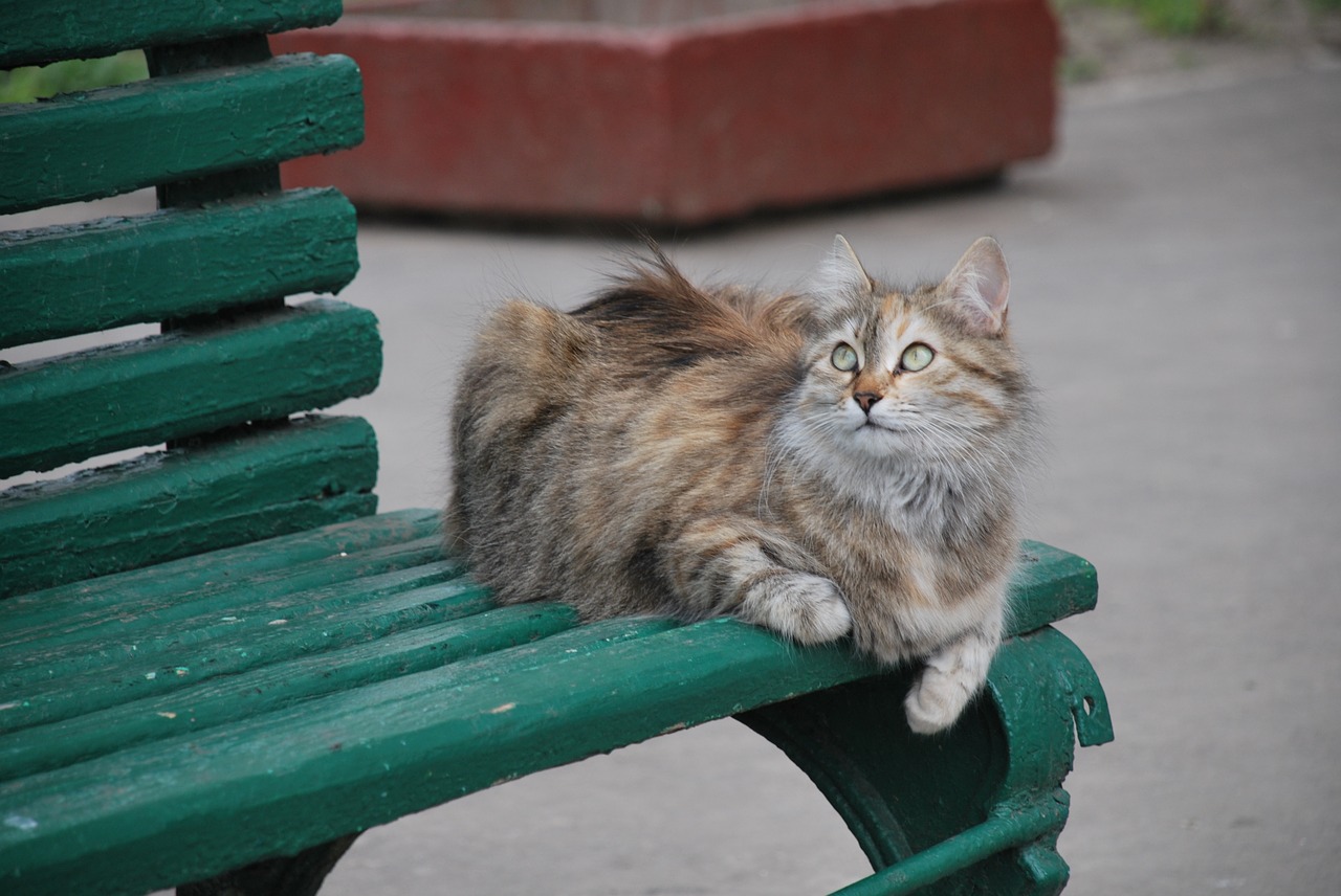 bench  cat  fur free photo