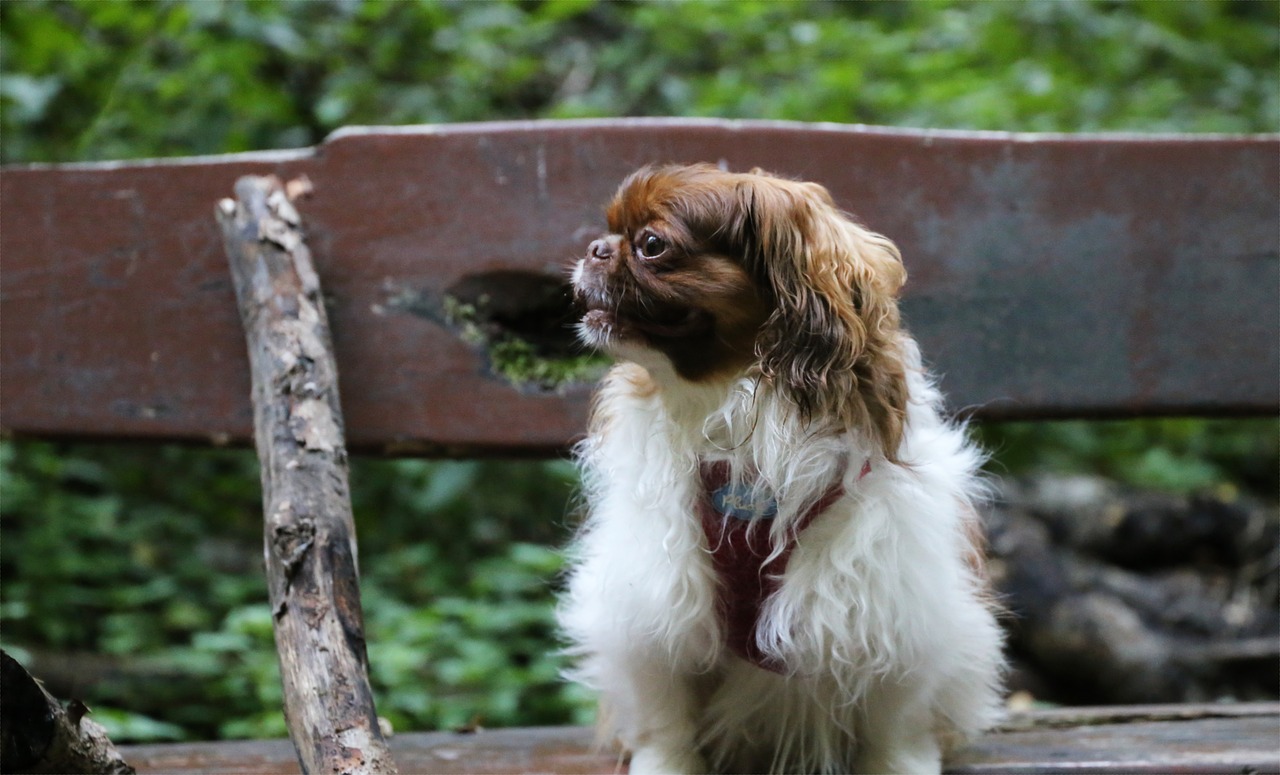 bench  dog  pet free photo