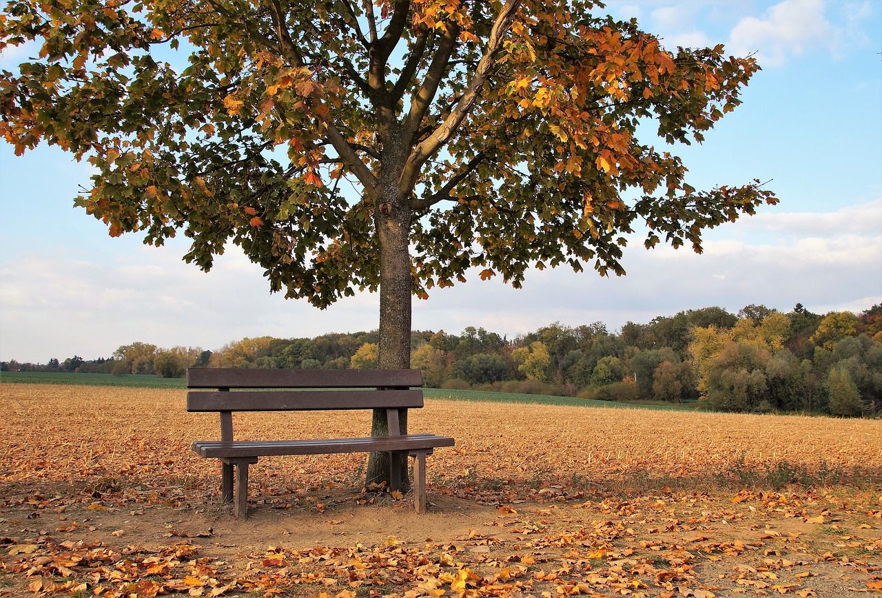 bench  abandoned  field free photo