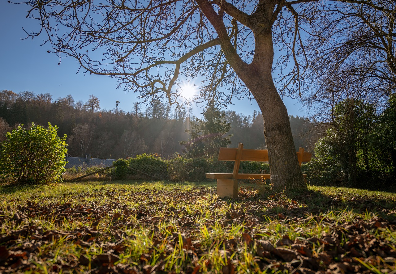 bench  nature  bank free photo