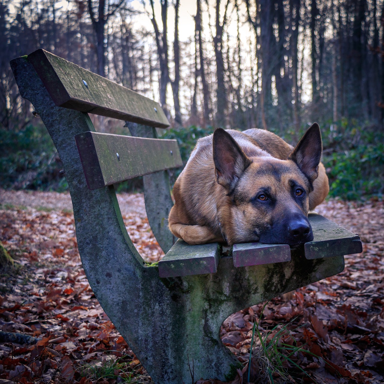 bench  hiking  dog free photo