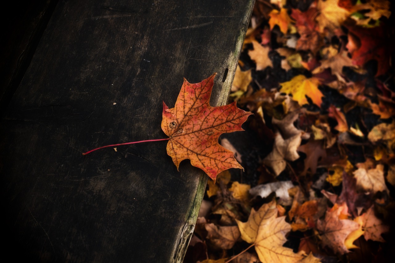 bench  leaf  fall free photo