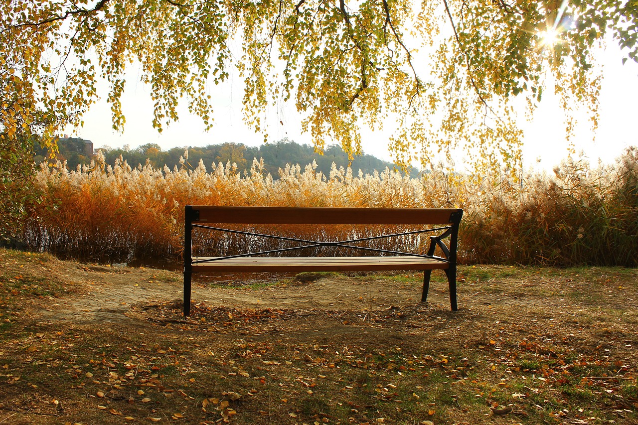 bench  autumn  nature free photo
