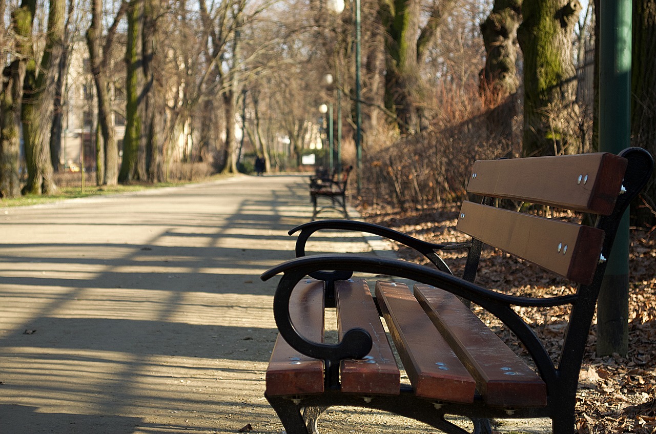 bench  park  tree free photo