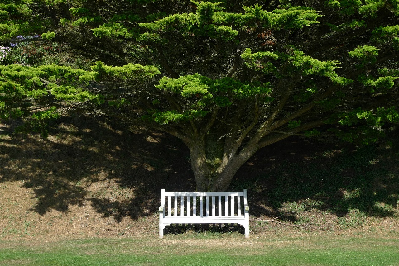 bench seat tree free photo