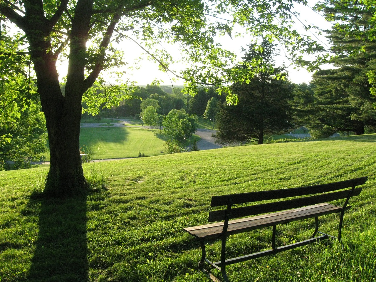 bench green tree free photo