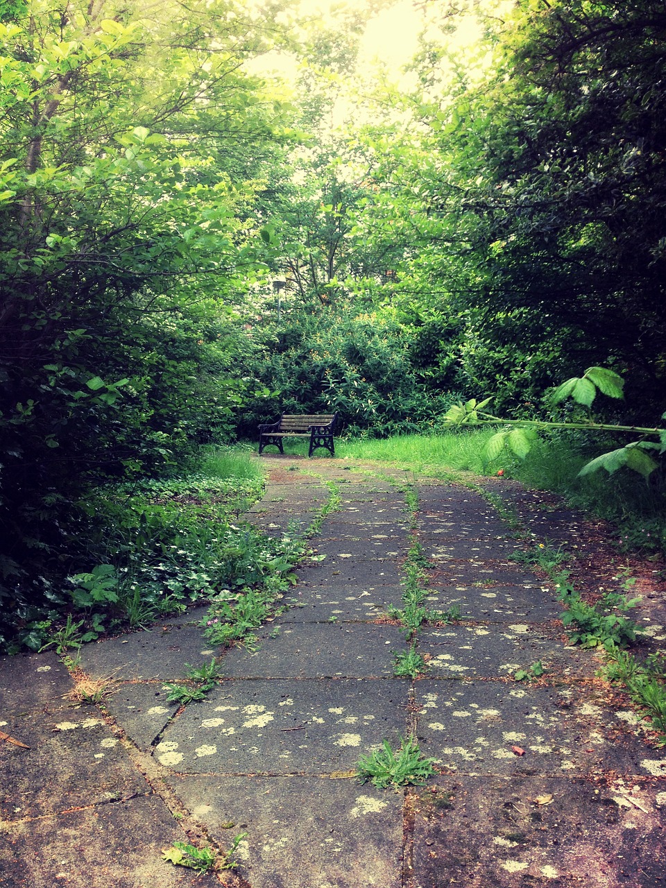 bench secret nature free photo