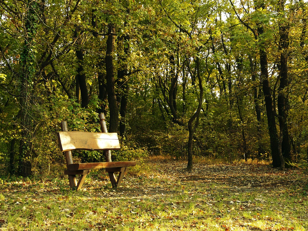 bench fall autumn free photo