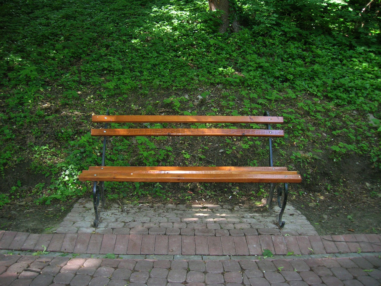 bench park nature free photo