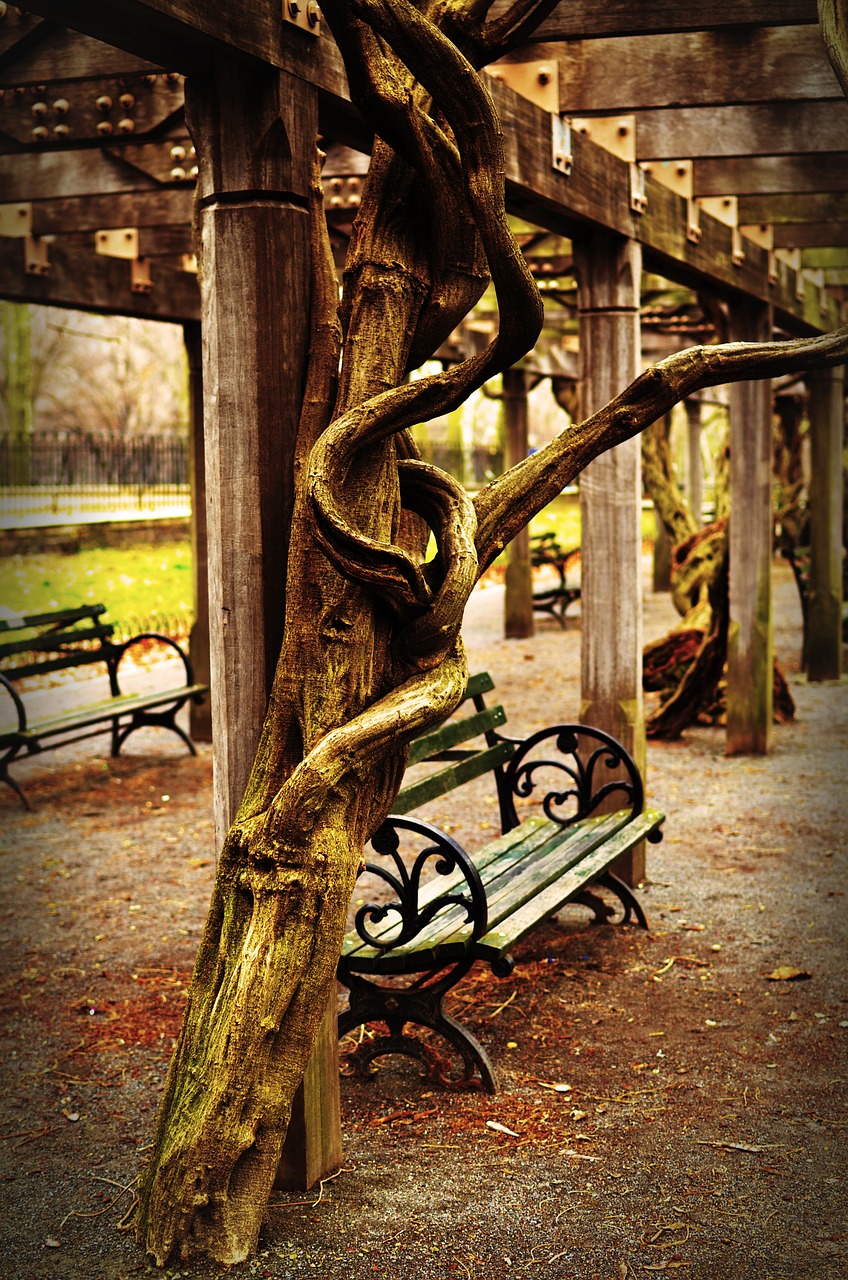 bench central park nyc free photo