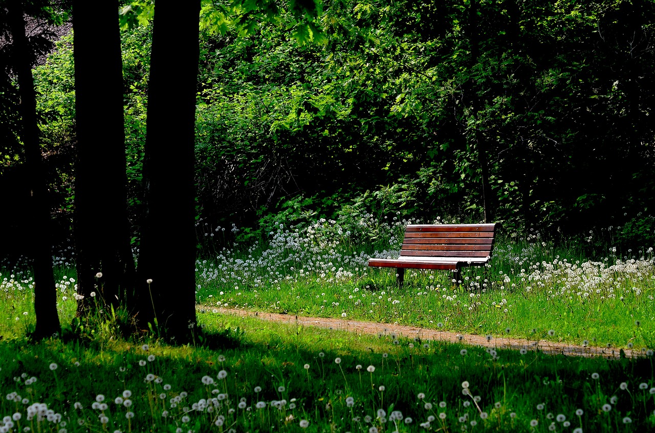 bench nature trees free photo