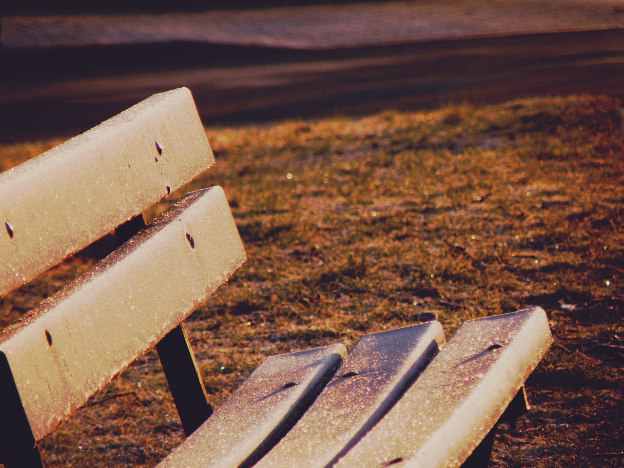 bench park lawn free photo