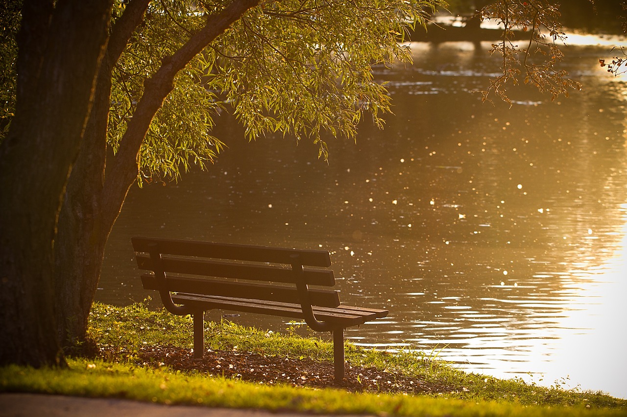 bench park pond free photo