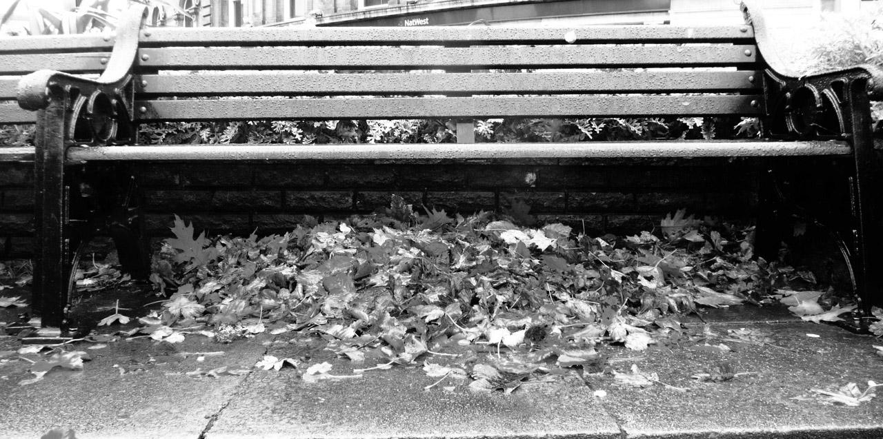 bench leaves seasons free photo