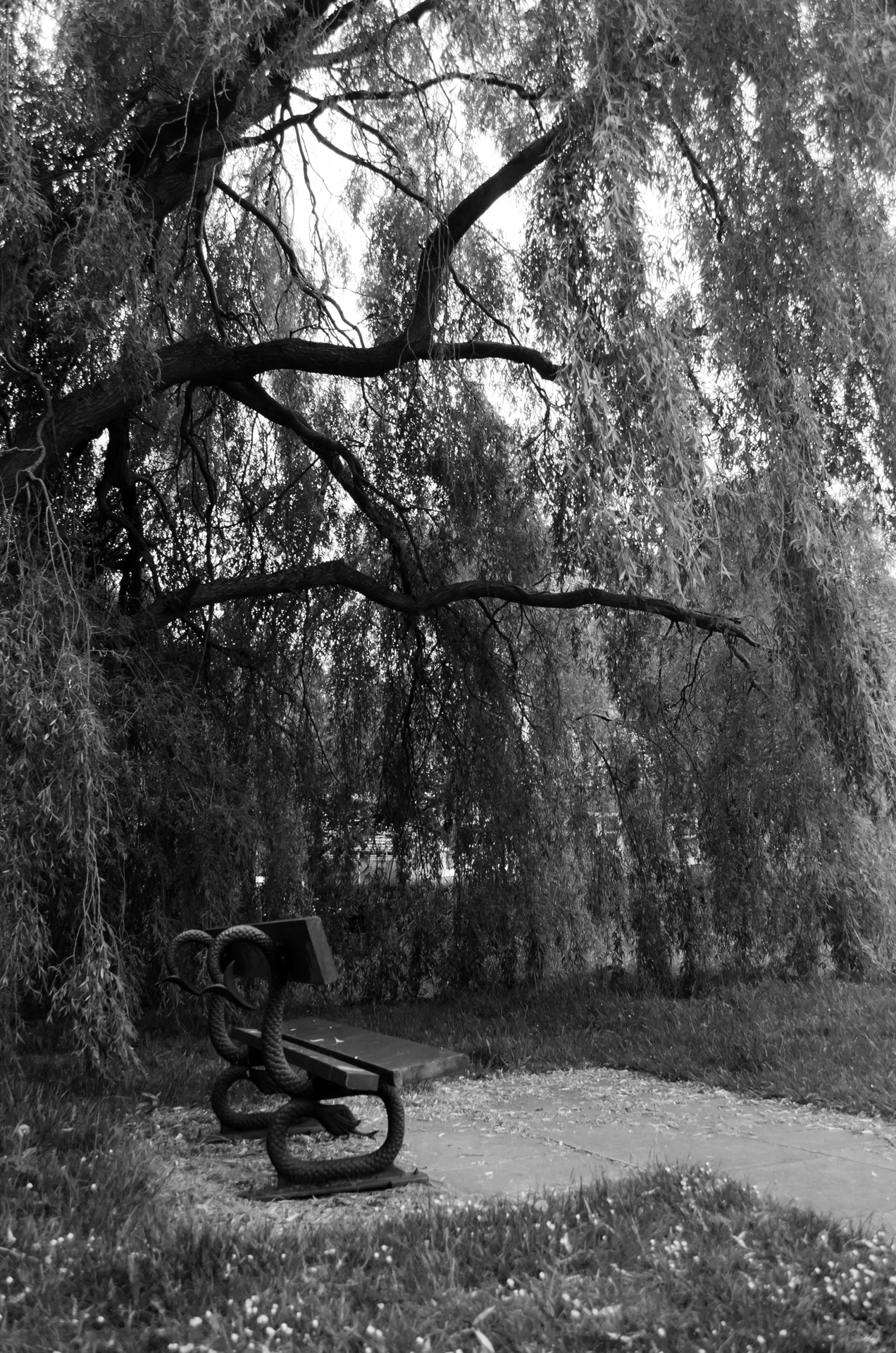 bench tree black free photo