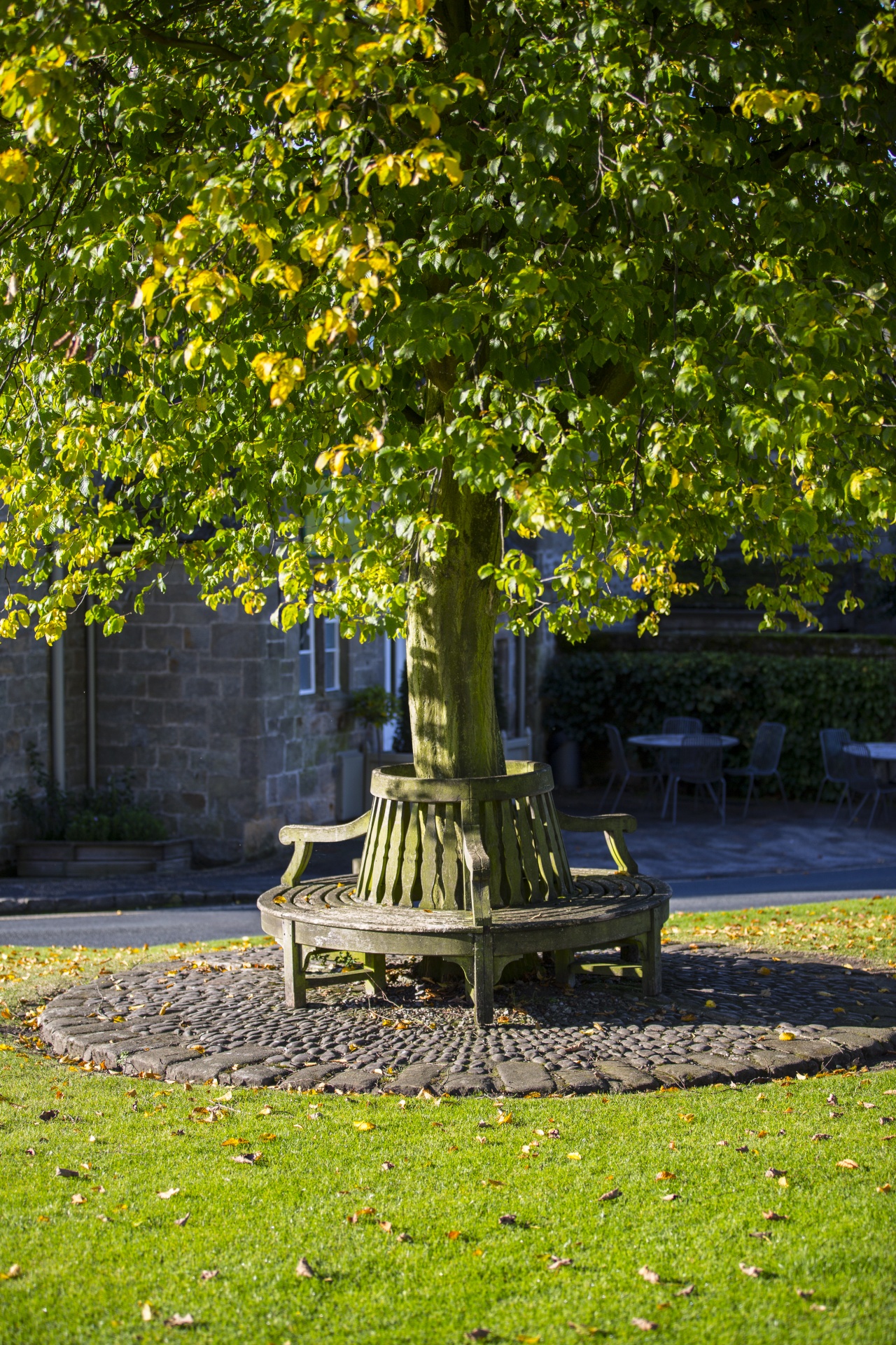 bench park wooden free photo