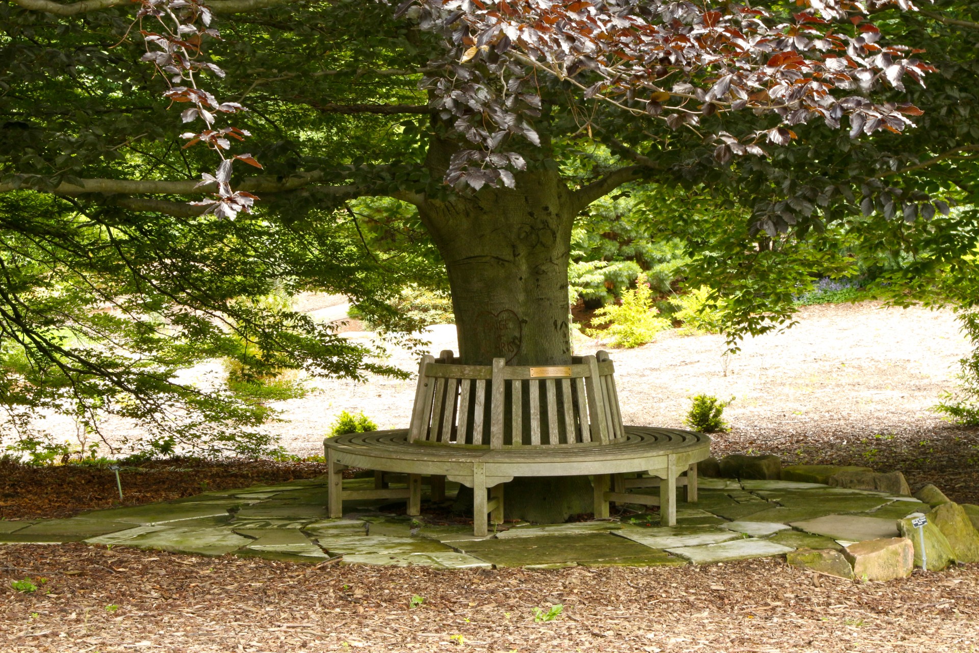 bench circular bench tree free photo