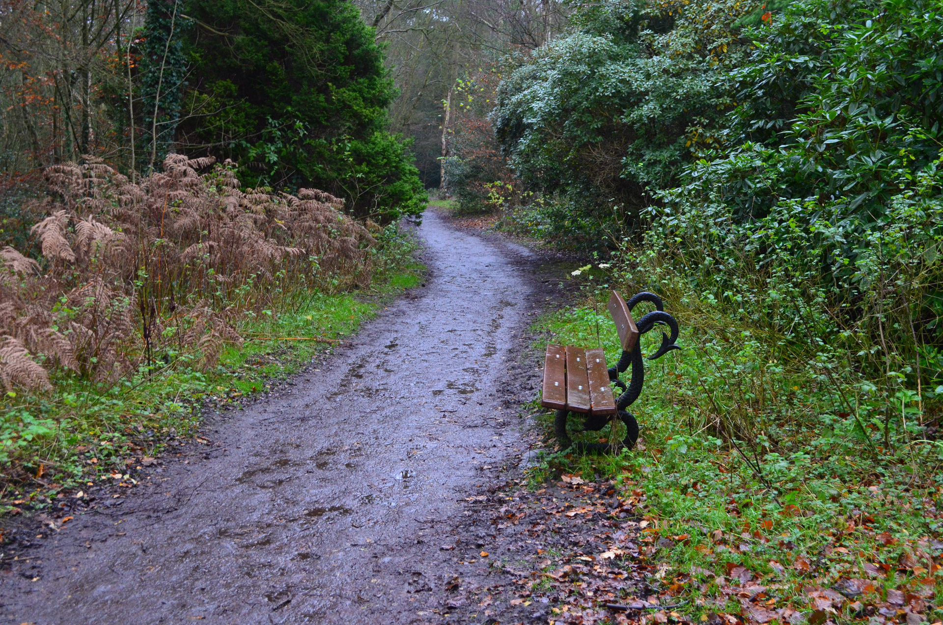 bench rain forest free photo