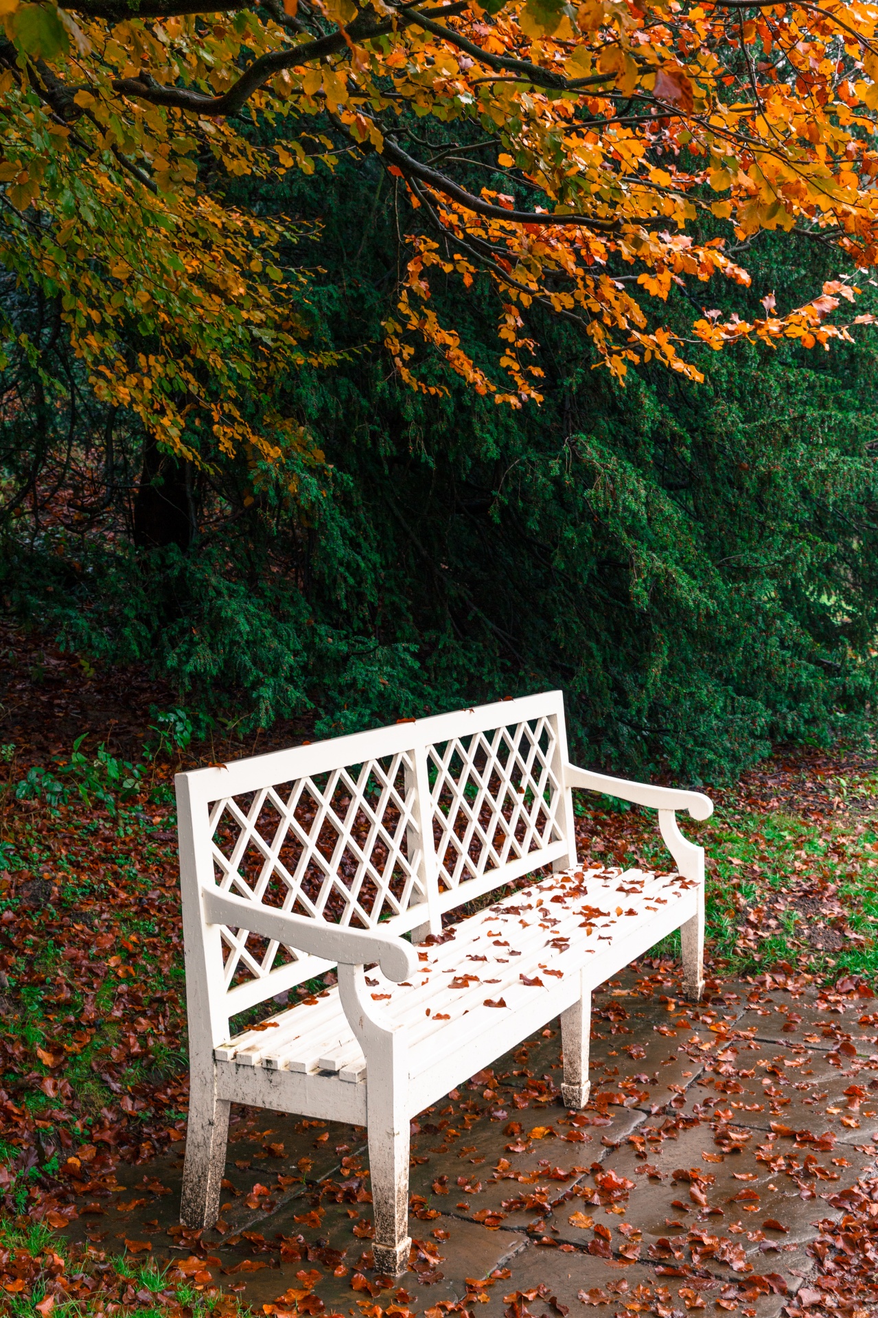 autumn bench colorful free photo