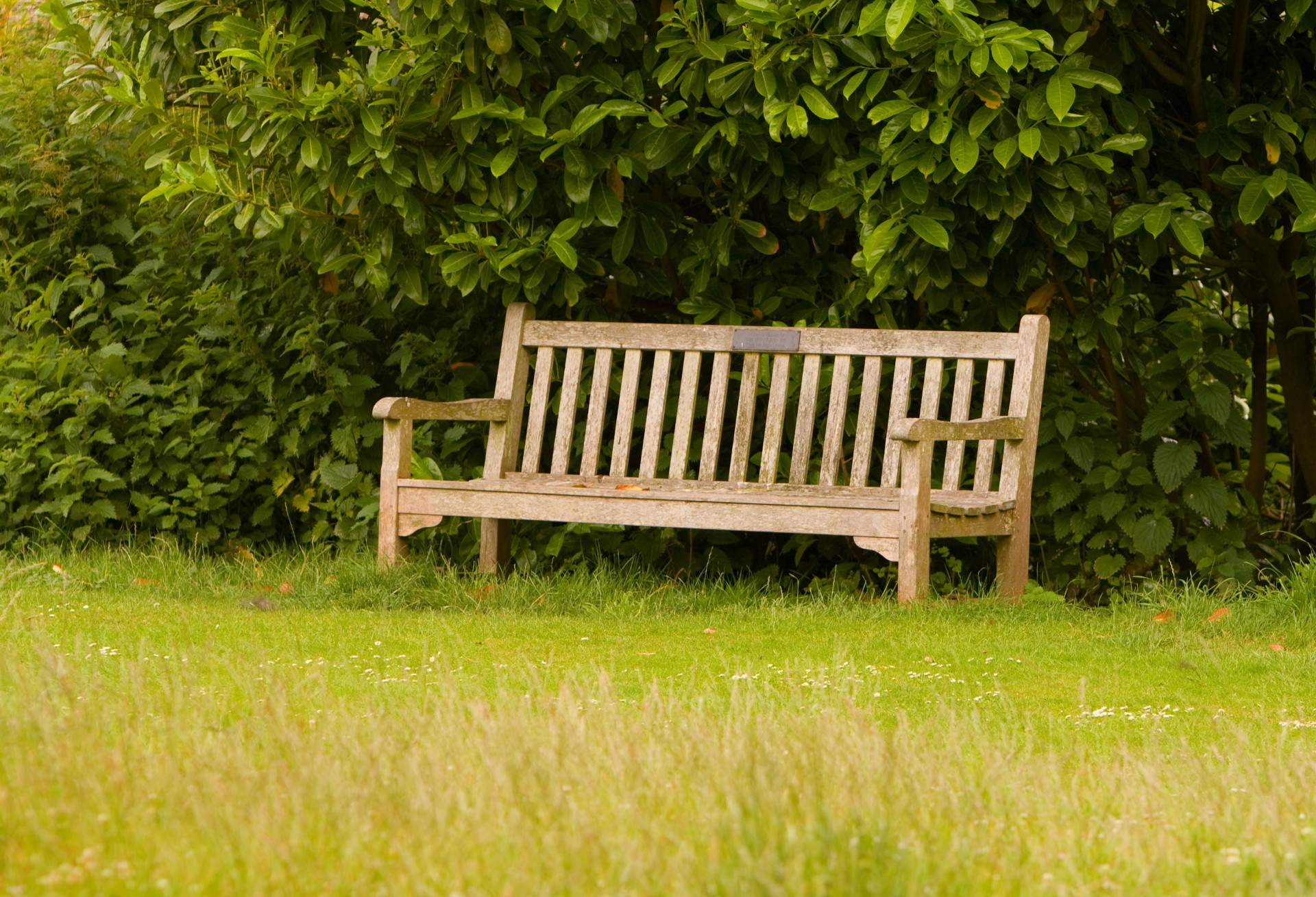 bench grass green free photo