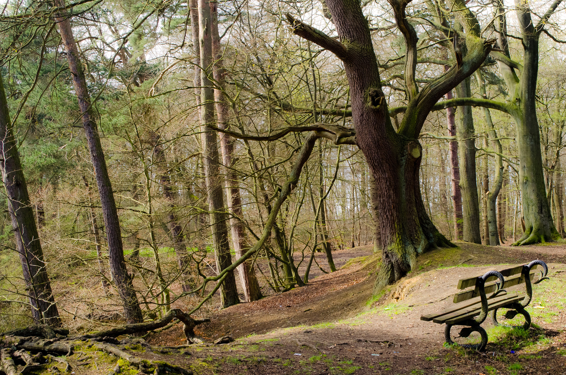 bench forest tree free photo