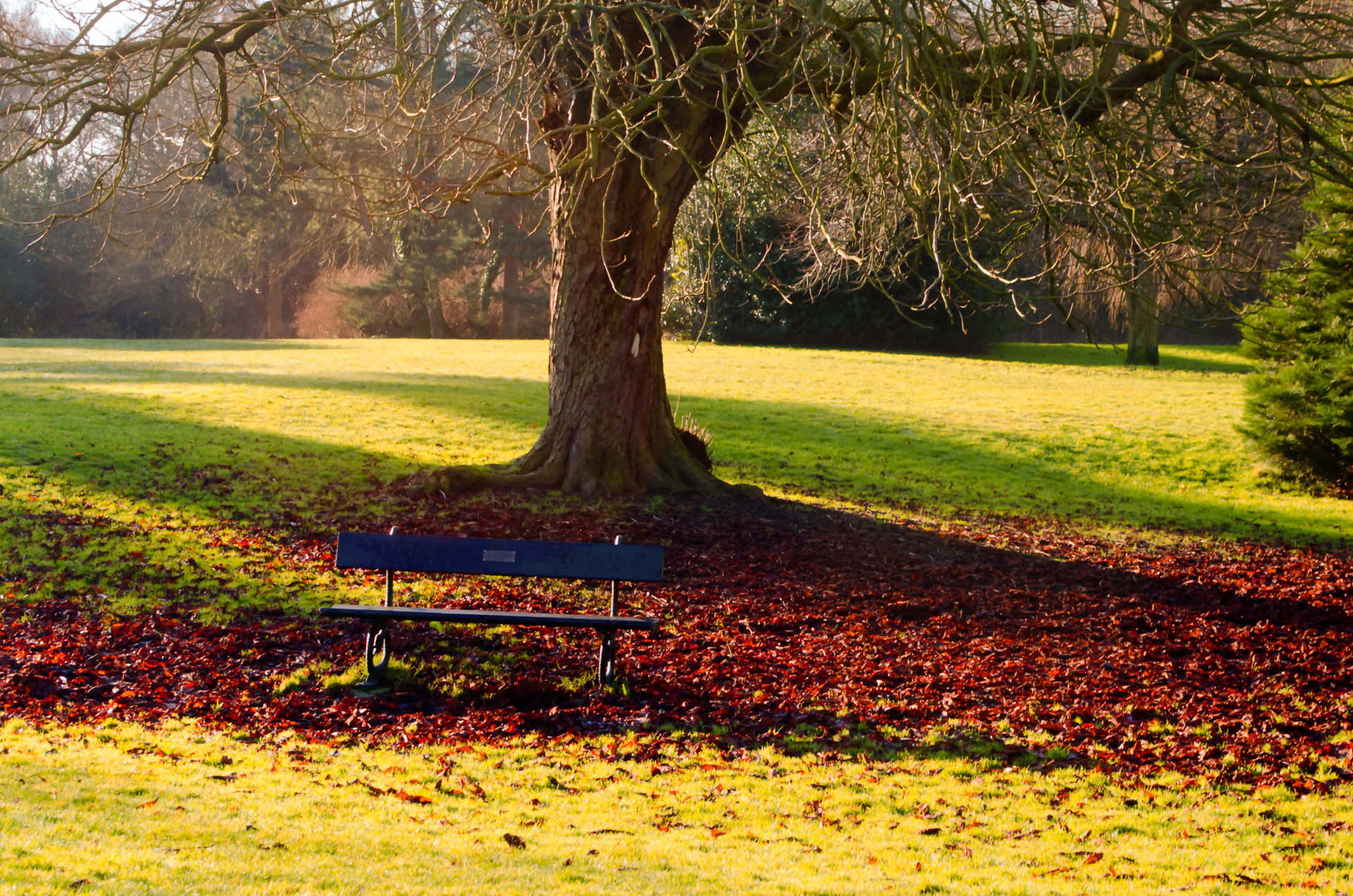 bench outdoor park free photo