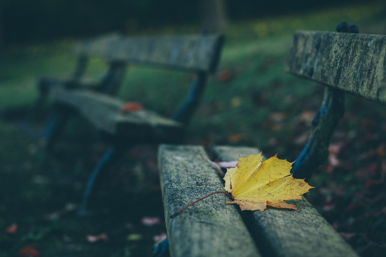 benches depth of field leaf free photo