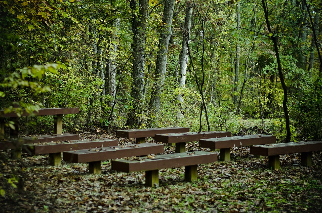 benches trees forest free photo