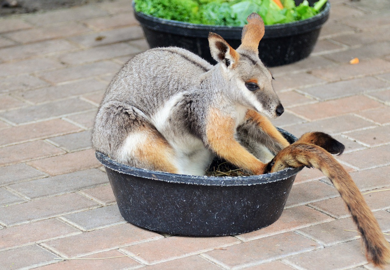 benett wallaby wallaby kangaroo free photo