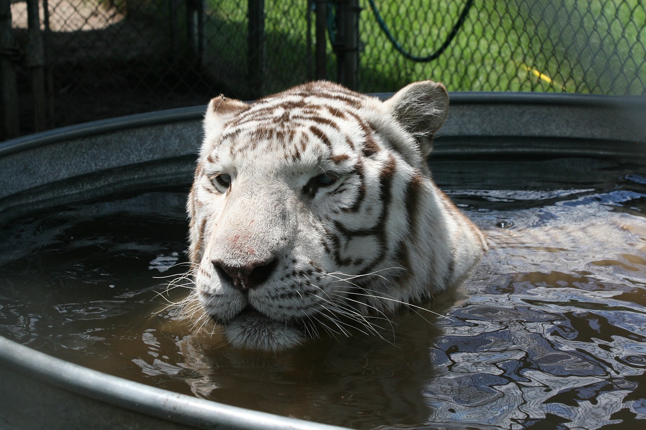 bengal  tiger  predator free photo