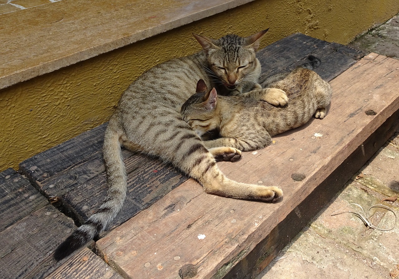 bengal cat kitten suckling free photo