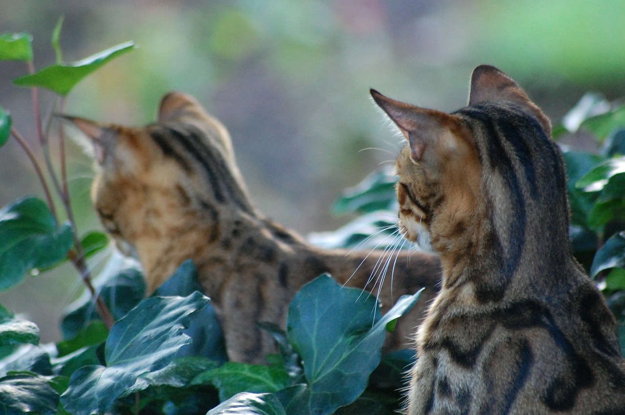 bengal cat feline pet free photo