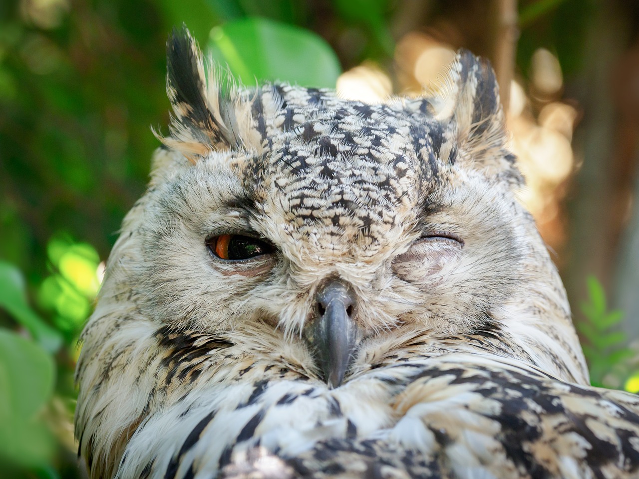 bengal eagle owl  owl  bird free photo
