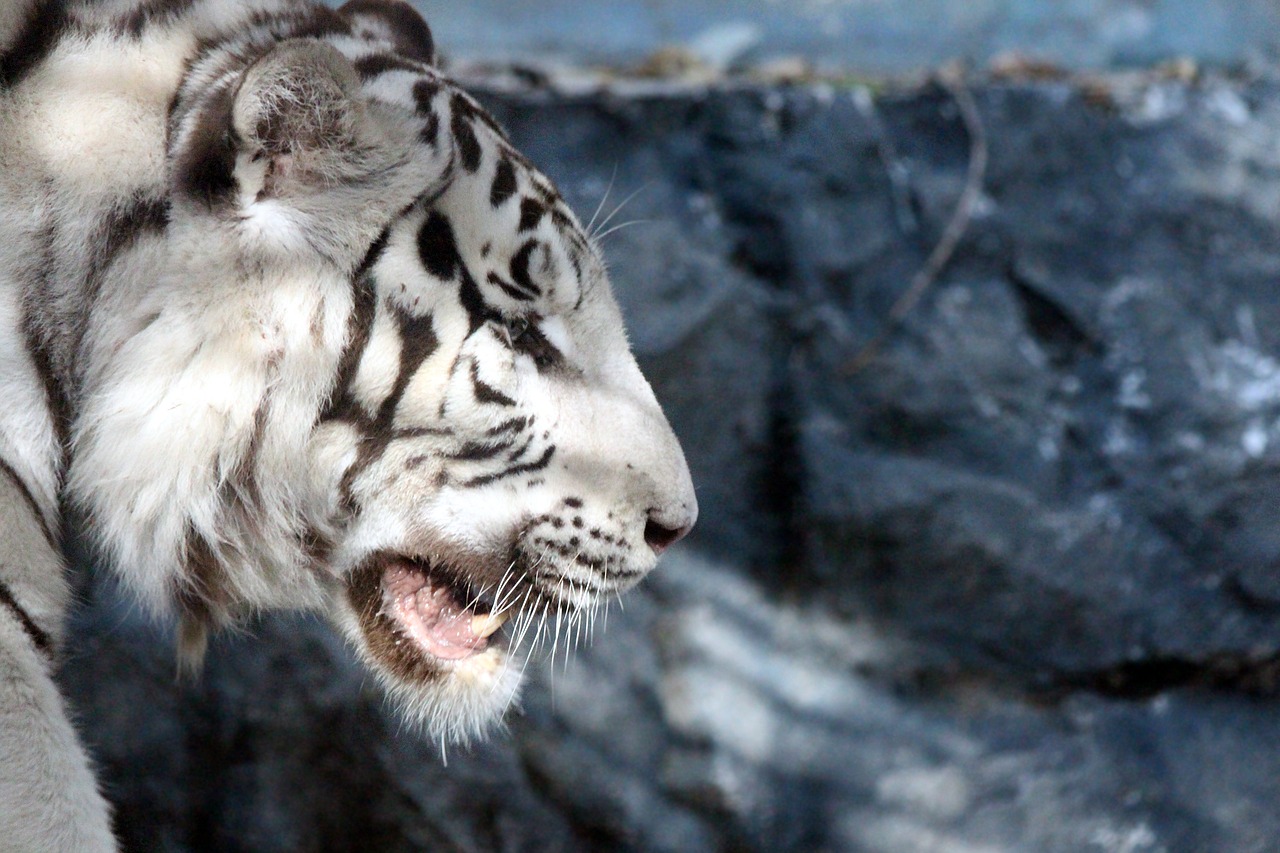 bengal tiger white tiger indian tiger free photo