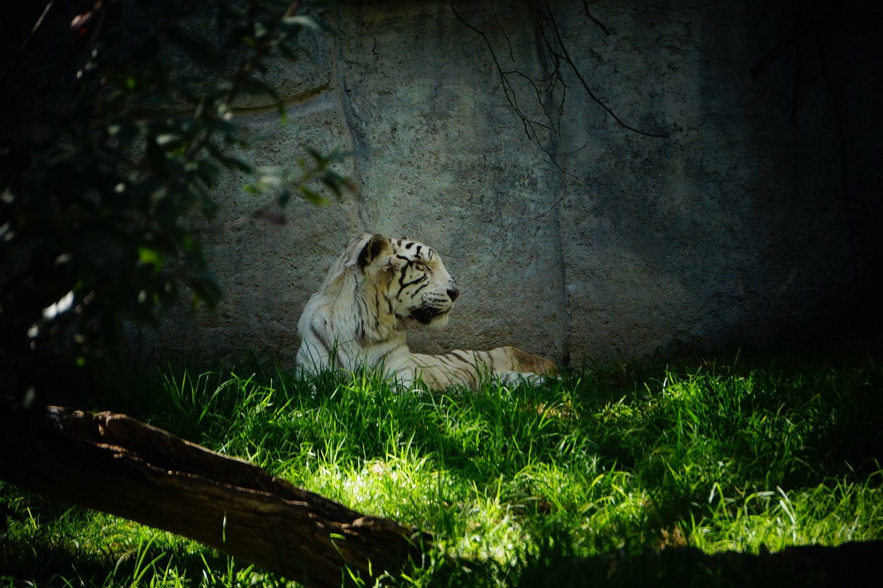 bengal tiger  savannah  tropical forests free photo