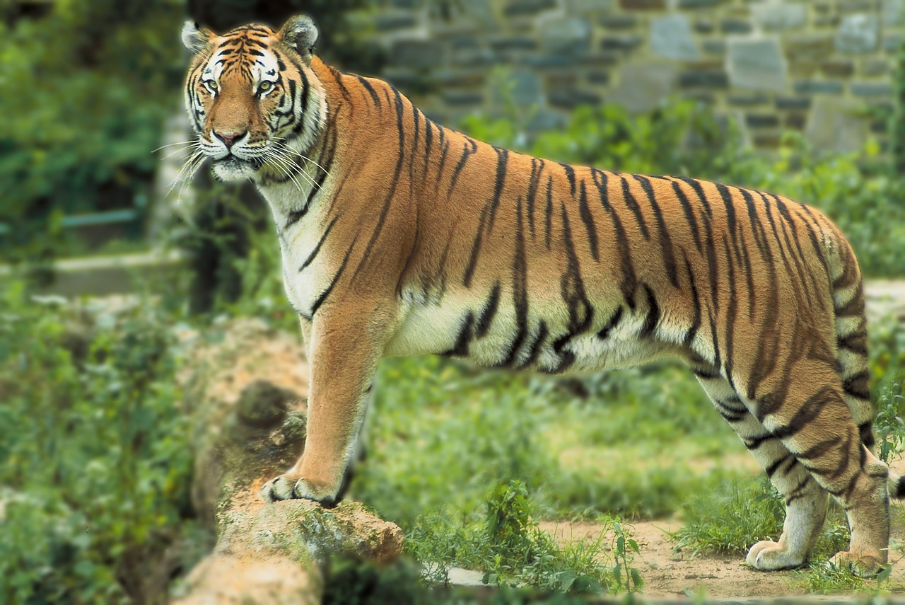 bengal tiger tiger standing free photo