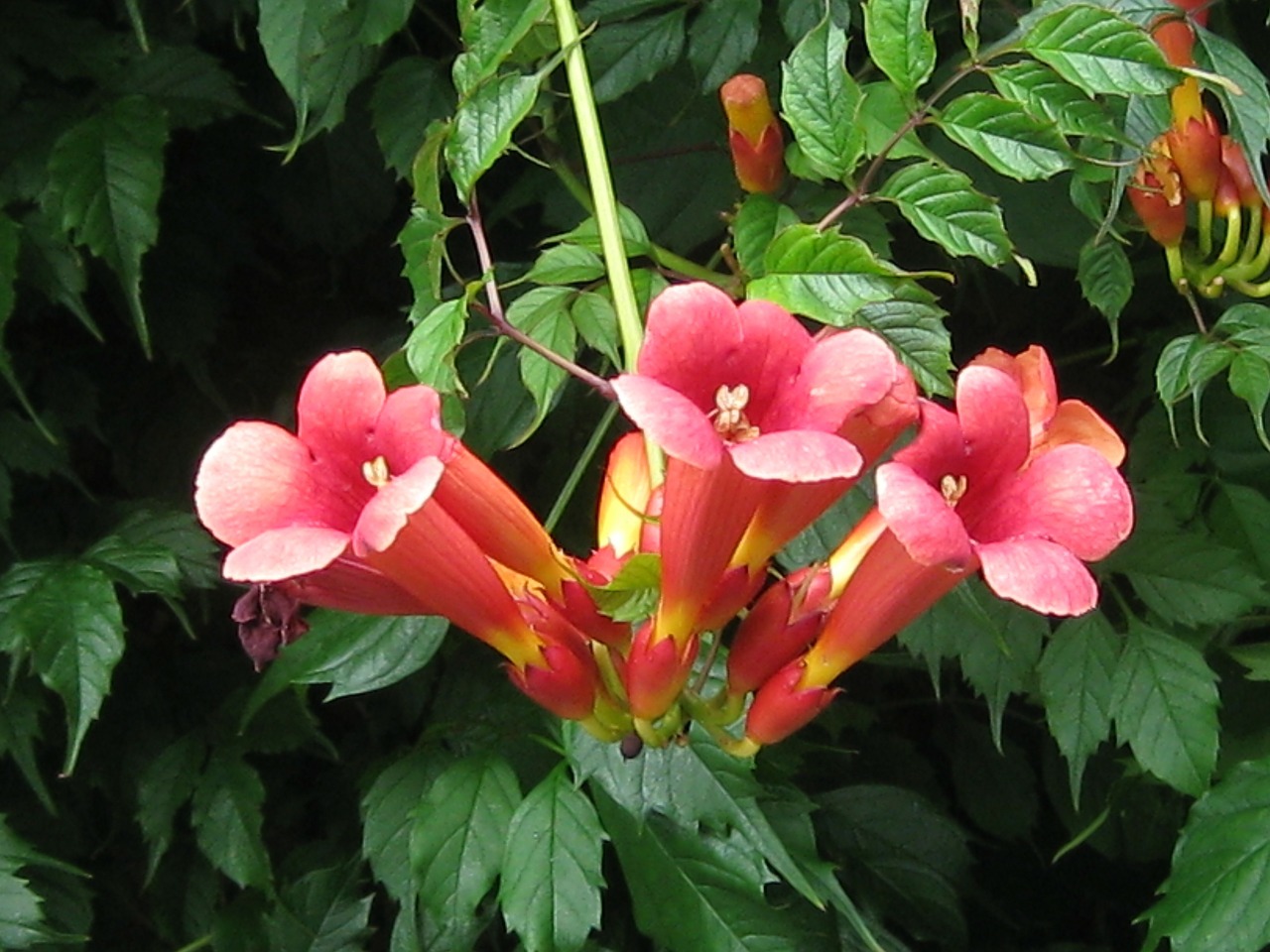 bengal trumpet vine red flower climbing flower free photo