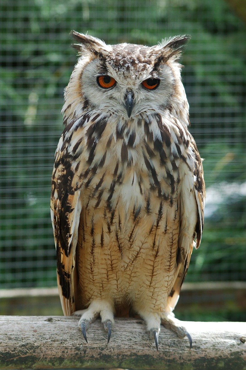 bengalese eagle owl bird of prey bird free photo