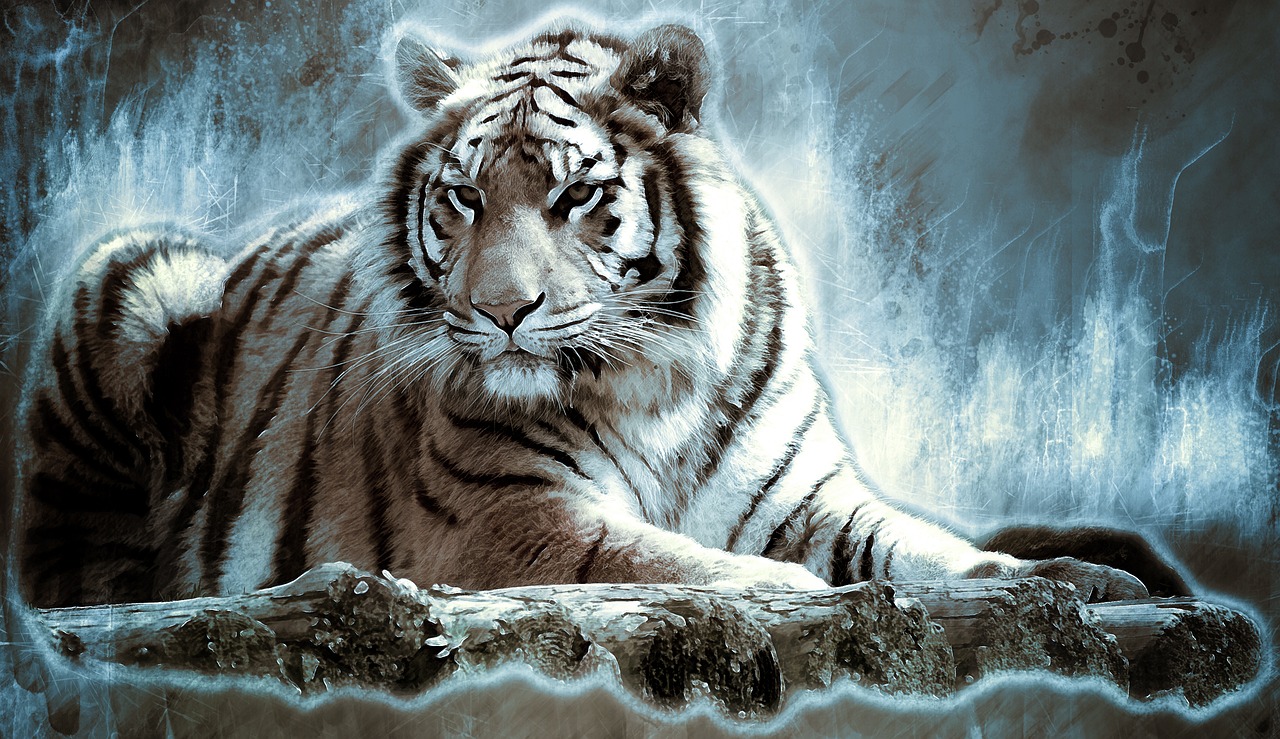 bengaltiger tiger big cat free photo