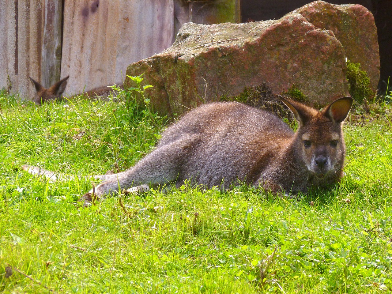 bennett kangaroo australia wallaby free photo