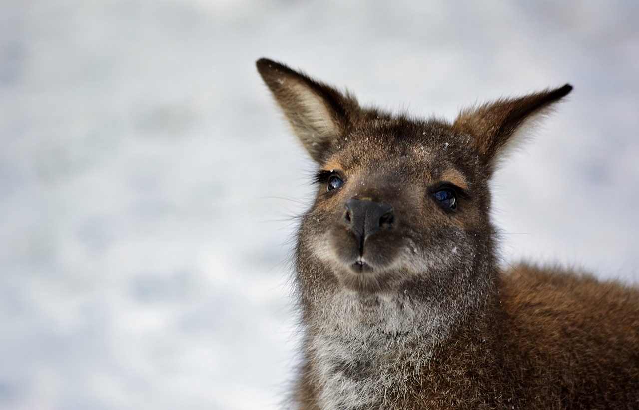 bennett kangaroo  winter  nature free photo