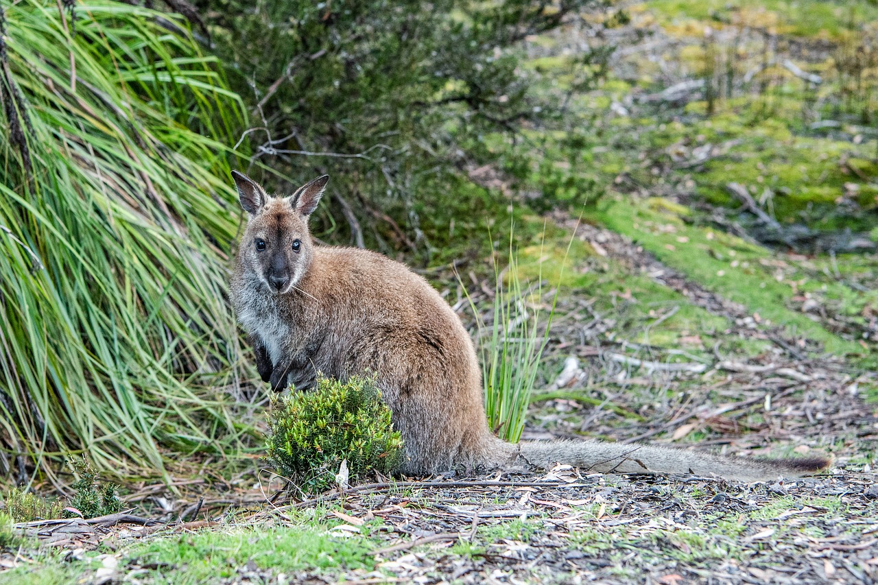 bennetts wallaby  red-necked wallaby  macropus rufogriseus free photo