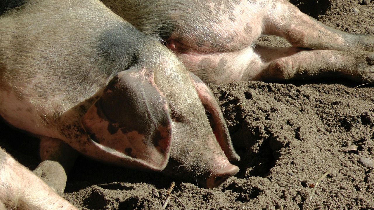 bentheimer country pig sow pigs free photo