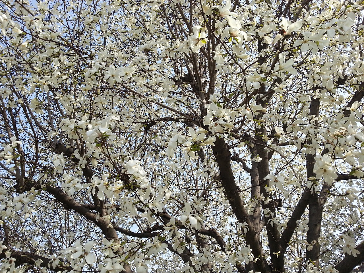 beoc flowers wood spring tree free photo