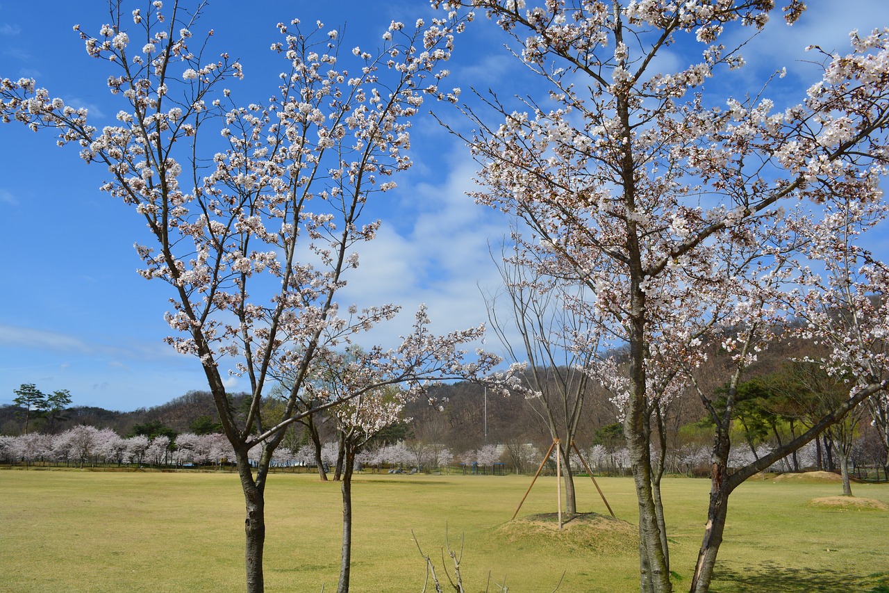 beoc flowers spring landscape free photo