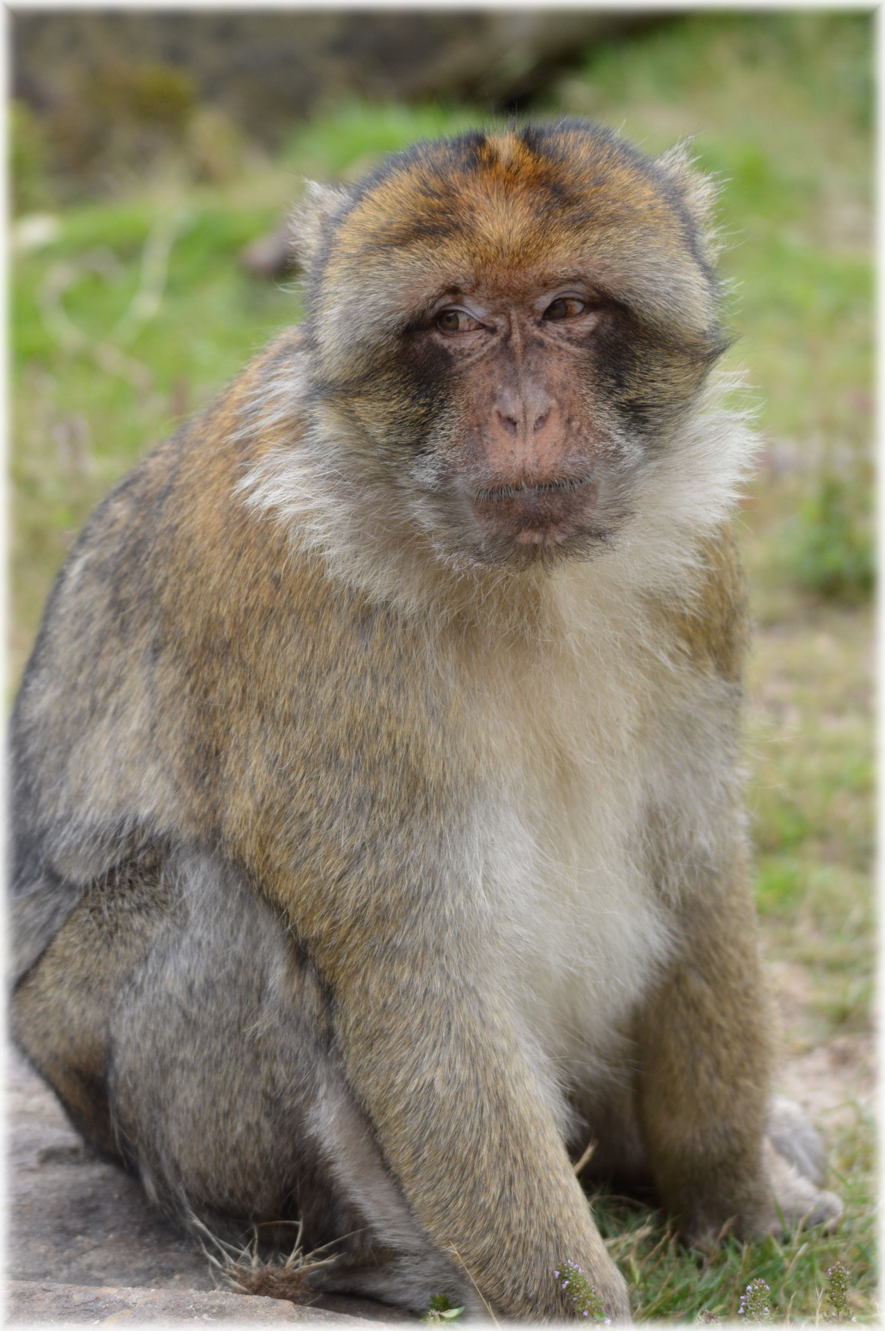 barbary macaque monkey baby monkey free photo