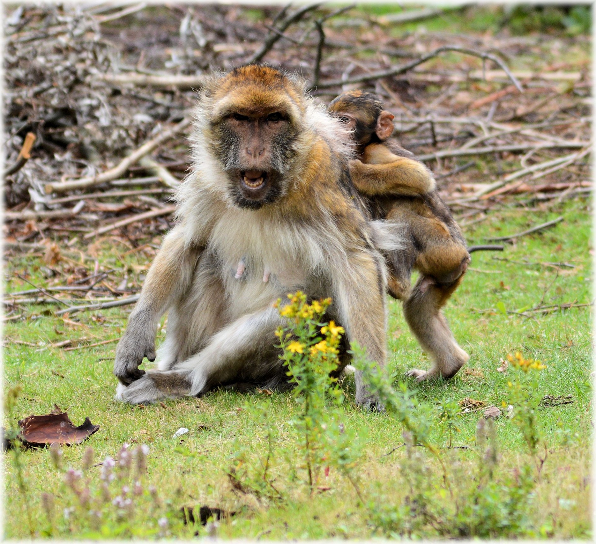 barbary macaque monkey baby monkey free photo